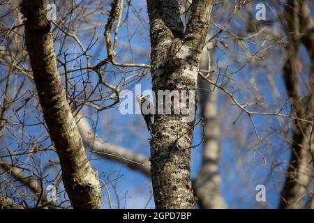 Male yellow-bellied sapsucker (Sphyrapicus varius) hanging on the side of a tree trunk Stock Photo