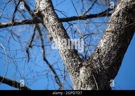 Male yellow-bellied sapsucker (Sphyrapicus varius) hanging on the side of a tree limb Stock Photo