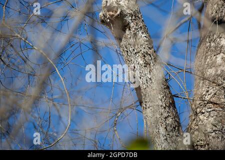 Male yellow-bellied sapsucker (Sphyrapicus varius) hanging on the side of a tree limb, foraging Stock Photo