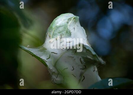 Fall webworm caterpillars (Hyphantria cunea) still in the cocoon during the late summer Stock Photo