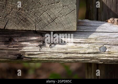 Female eastern fence lizard (Sceloporus consobrinus) on a wooden post Stock Photo