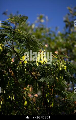 Batches of seed pods on a mimosa tree (Albizia julibrissin) Stock Photo