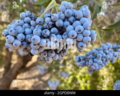 Edible Blue - Purple berries on indigenous native shrub known as the Mexican Elderberry or Blueberry, Sambucus Mexicana Tapiro, Western United States Stock Photo