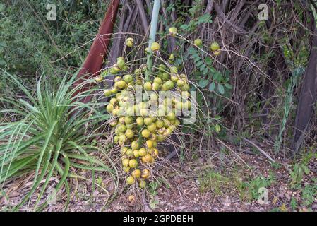 Bunch with fruits of the jerivá palm (Syagrus romanzoffiana) Stock Photo