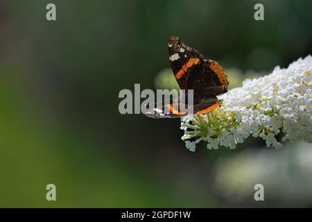 Schmetterling auf einer weißer Blüte Stock Photo