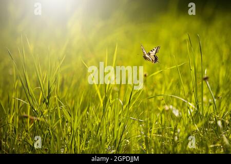 Old world swallowtail, papilio machaon, flying over a meadow with green grass in summer nature illuminated by rising sun. White butterfly with open wi Stock Photo