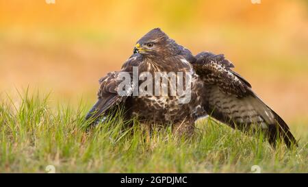 Alert common buzzard, buteo buteo, guarding its prey on a field in spring nature. Wild feathered predator protecting kill with open wings on meadow. Stock Photo