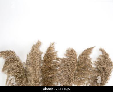 Pampas grass in natural colors isolated on white background with copy space, Flat lay Set of dry flowers retro modern design framed background space f Stock Photo