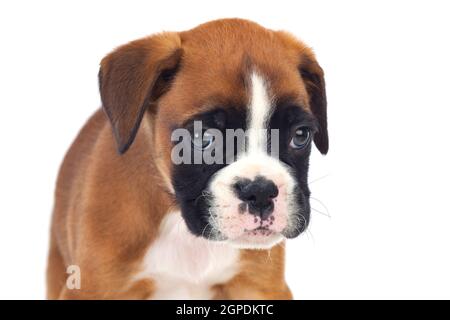 Adorable boxer puppy sitting on a isolated white background Stock Photo