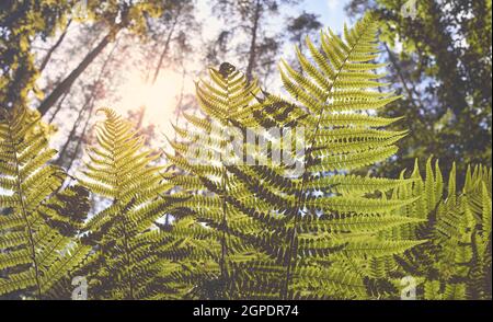Close up picture of fern against the sun, selective focus. Stock Photo