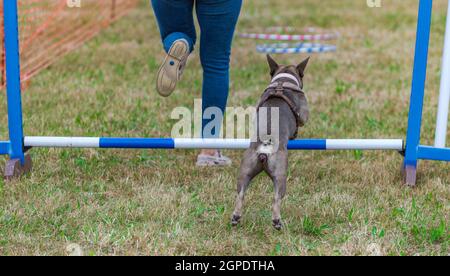 A French Bulldog dog against his owner on an agility course at a country show Stock Photo