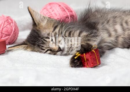 A gray striped kitten sleeps on the carpet holding a small red gift in its paws. Stock Photo