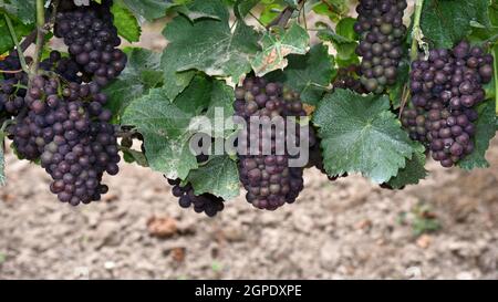 Grapevines with Pinot noir grapes Stock Photo