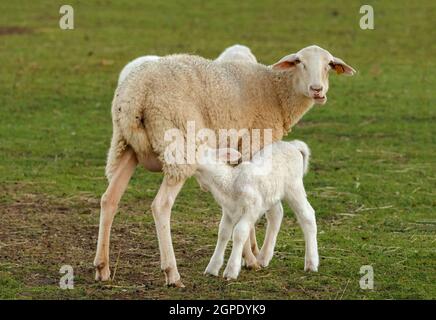 Beautiful lamb next to its mother in the landscape Stock Photo - Alamy