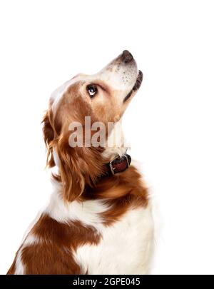 Beautiful portraits of a dog isolated on a white background Stock Photo ...