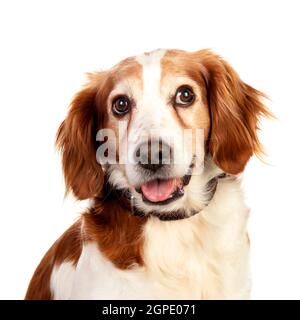 Beautiful portraits of a dog isolated on a white background Stock Photo ...