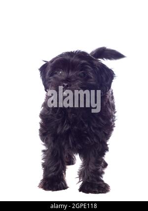 Beautiful Black Pekingese Dog Isolated On a White Background Stock Photo