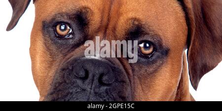 Portrait of a brown adult boxer looking at camera close up Stock Photo