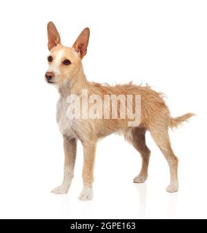 Beautiful small dog isolated on a white background Stock Photo