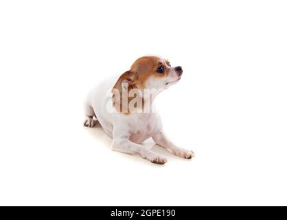 Beautiful small dog isolated on a white background Stock Photo