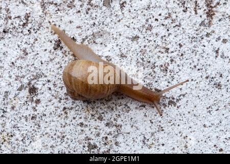 Macro of a brown snail on granite stone Stock Photo