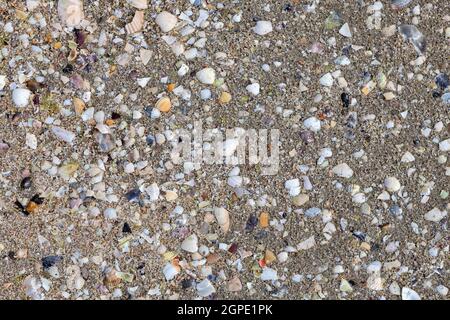 Remains of crustacean shells on the wet sand of the beach Stock Photo
