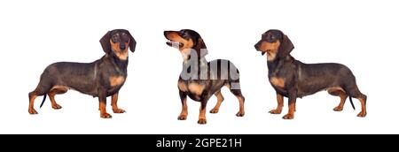 Three sausage dogs brown and black isolated on a white background Stock Photo