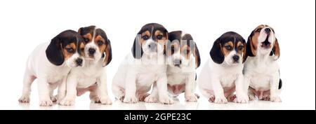 Six beautiful beagle puppies isolated on a white background Stock Photo ...