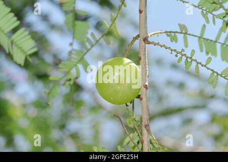 Close-up photo of Large size aurvedic fruit of green fresh organic Thai hybrid variety c on a branch of Amla tree or Indian Gooseberry Stock Photo