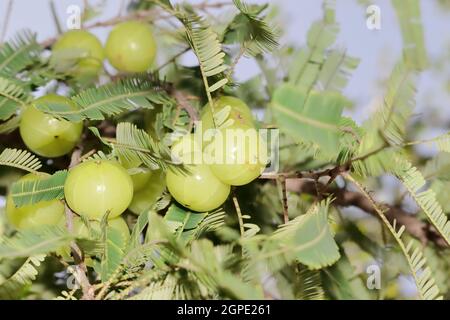 Large sized cluster of aurvedic fruits of green fresh organic Thai hybrid variety hanging on a branch of Amla tree or Indian Gooseberry tree Stock Photo