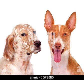Two beautiful dogs isolated on a white background Stock Photo - Alamy