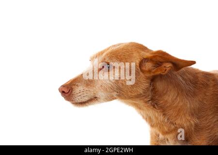 Beautiful hound dog with brown hair isolated on a white background Stock Photo