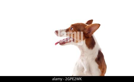 Beautiful hound dog with brown and white hair Stock Photo
