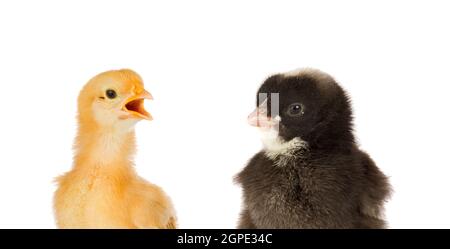 Two chickens yellow and black isolated on a white background Stock Photo