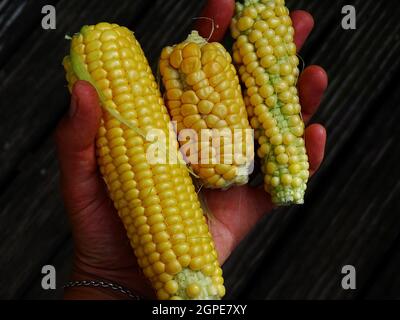 three just harvested corn cob in a woman's hand, in the background brown wood Stock Photo