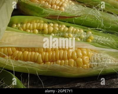 three lying corn cobs, just harvested and stripped of a few leaves, lying on brown wood Stock Photo