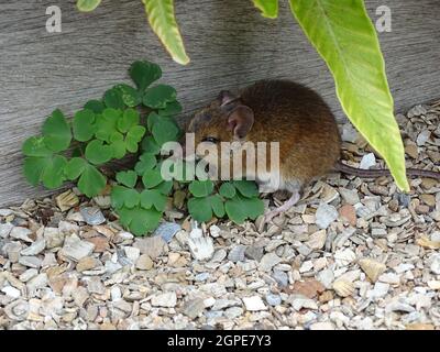 an ordinary brown wood mouse (apodemus sylvaticus) sitting on a stone path, near a plant Stock Photo