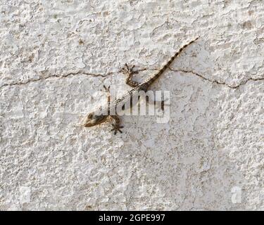 Lizard (Lepidodactylus lugubris, the mourning gecko) at a wall, Garraf, Catalonia, Spain Stock Photo