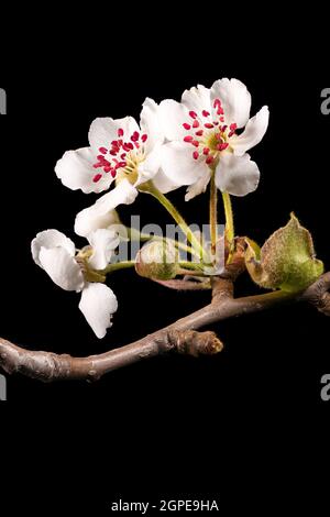 Detail shot of a branch of the apple tree with flowers, buds and leaves in front of a blurred background isolated on black Stock Photo