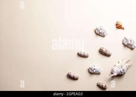summer composition with different seashells on beige background. copy space Stock Photo