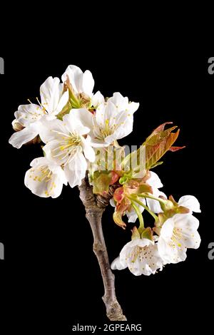 Detail shot of a branch of the apple tree with flowers, buds and leaves in front of a blurred background isolated on black Stock Photo