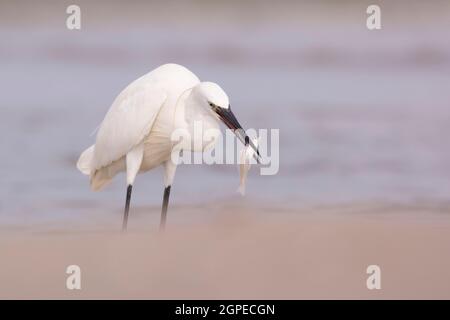 Little egret (Egretta garzetta) catches fish while wading in a pool. This small white heron is originally native to warmer parts of Europe and Asia, A Stock Photo