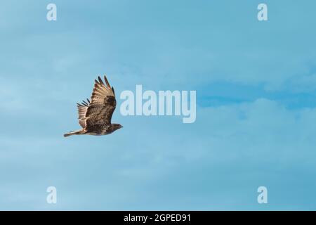 buzzard bird at the moment of hunting, against the background of the blue sky Stock Photo