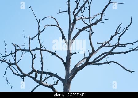 Dead and dead tree in Palatinate forest Stock Photo
