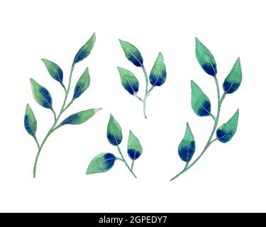 Set leaf botanical watercolor, hand drawing, leaves branches, design elements, isolated, white background. Vector illustration Stock Vector