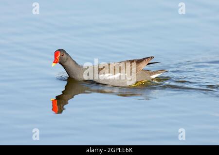 Common Moorhen (Gallinula chloropus) swims in a pond. Photographed in Israel in June Stock Photo