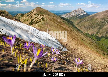 Springtime view of flowering crocuses - Mala Fatra Mountains and mount Rozsutec - Slovakia