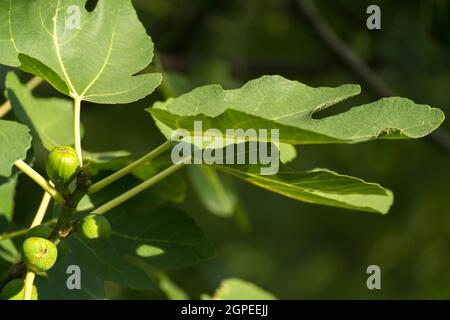 Fig tree with fruits in southern wine route in Rhineland-Palatinate Stock Photo