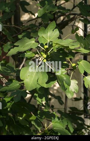 Fig tree with fruits in southern wine route in Rhineland-Palatinate Stock Photo