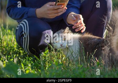 Girl petting a giant white gray cat outdoors. Gardener blogger girl hold her cat. Woman blogger is stroking a little cat outdoors at sunset. Woman hol Stock Photo